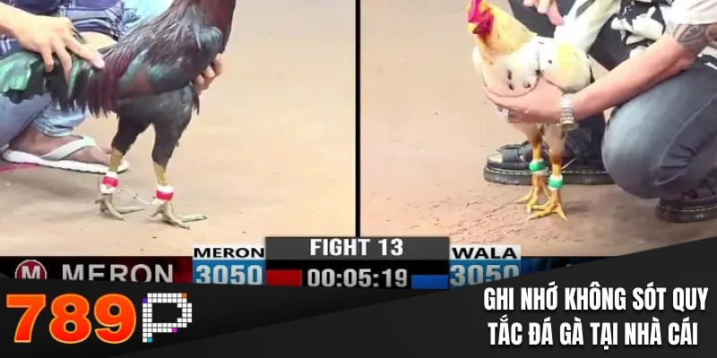Đá Gà Cựa Sắt - Nhận Định Chính Xác Thu Thưởng Cực Đã - BILECA.SBS Đá Gà Cựa Sắt - Nhận Định Chính Xác Thu Thưởng Cực Đã - BILECA.SBS