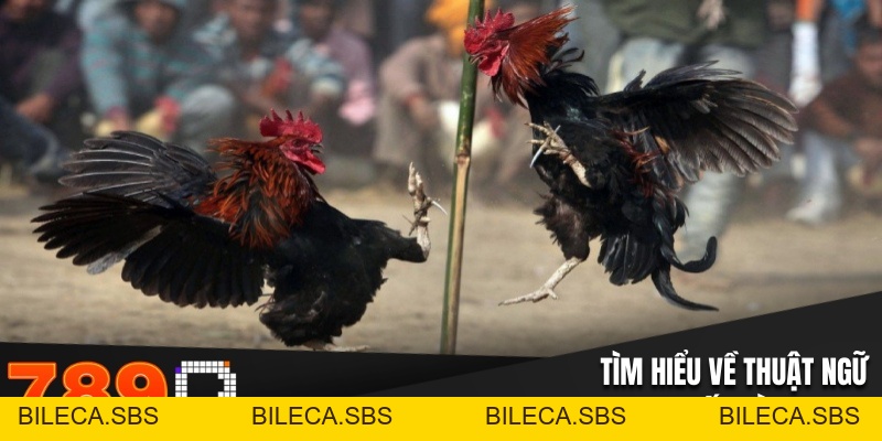 Thuật Ngữ Đá Gà Phổ Biến Dân Trong Nghề Cần Phải Biết - BILECA.SBS Thuật Ngữ Đá Gà Phổ Biến Dân Trong Nghề Cần Phải Biết - BILECA.SBS