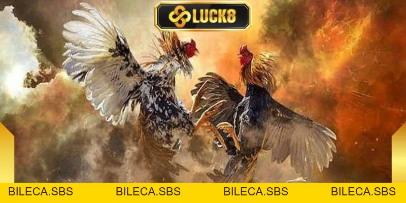 Đá Gà C1 - Giải Đấu Kịch Tính, Hấp Dẫn Và Chuyên Nghiệp - BILECA.SBS