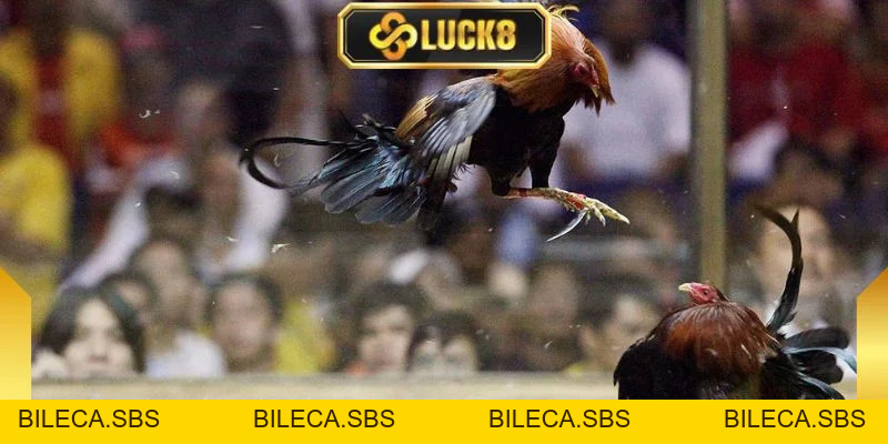 Đá Gà C1 - Giải Đấu Kịch Tính, Hấp Dẫn Và Chuyên Nghiệp - BILECA.SBS