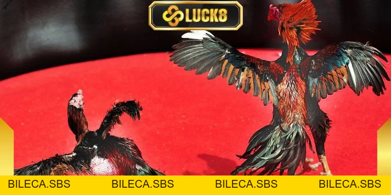 Đá Gà C1 - Giải Đấu Kịch Tính, Hấp Dẫn Và Chuyên Nghiệp - BILECA.SBS