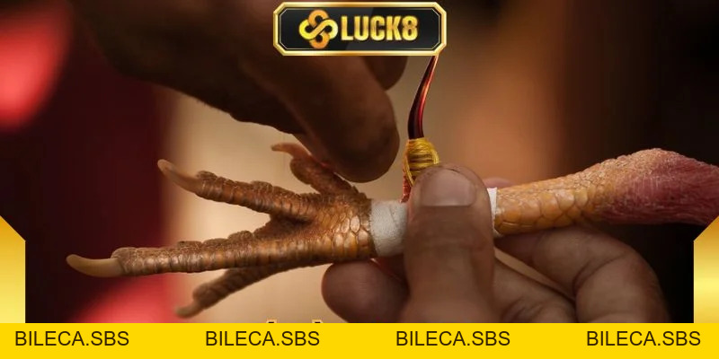 Đá Gà Luck8 - Đấu Trường Kịch Tính Săn Thưởng Cực Đỉnh - BILECA.SBS
