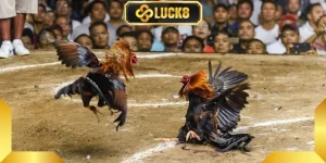 Đá Gà Luck8 - Đấu Trường Kịch Tính Săn Thưởng Cực Đỉnh - BILECA.SBS