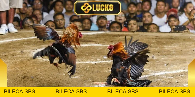 Đá Gà C1 - Giải Đấu Kịch Tính, Hấp Dẫn Và Chuyên Nghiệp - BILECA.SBS