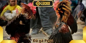 Đá Gà Luck8 - Đấu Trường Kịch Tính Săn Thưởng Cực Đỉnh - BILECA.SBS