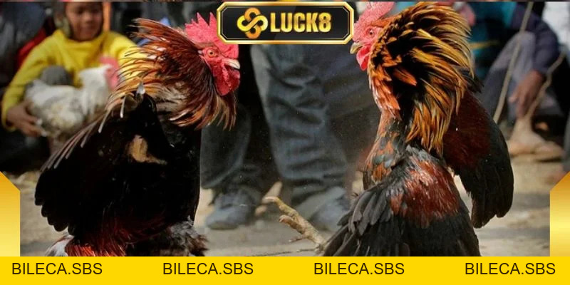 Đá Gà Peru - Sức Hút Mãnh Liệt Từ Những Trận Đấu Tốc Độ - BILECA.SBS