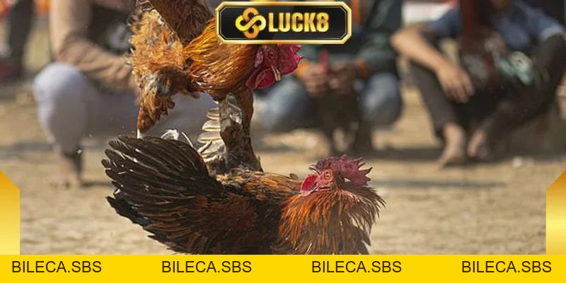 Đá Gà Peru - Sức Hút Mãnh Liệt Từ Những Trận Đấu Tốc Độ - BILECA.SBS