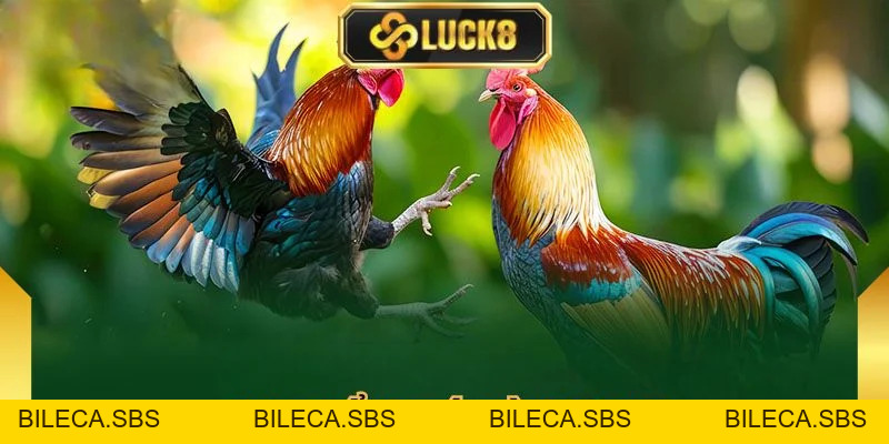 Đá Gà Luck8 - Đấu Trường Kịch Tính Săn Thưởng Cực Đỉnh - BILECA.SBS