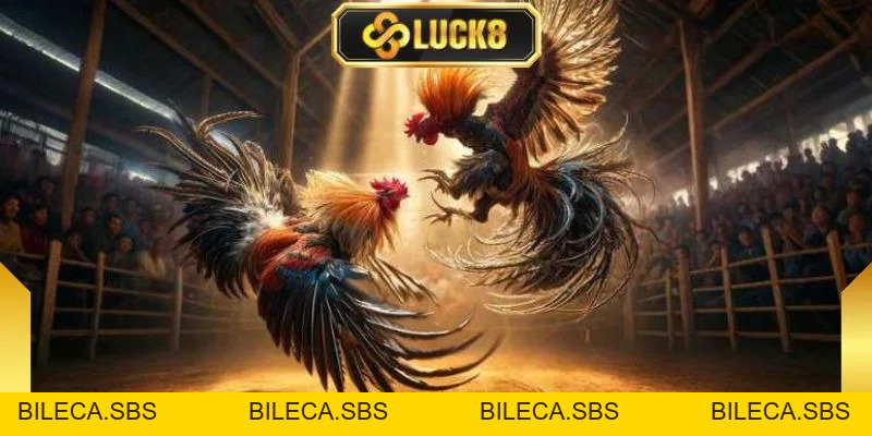 Đá Gà Peru - Sức Hút Mãnh Liệt Từ Những Trận Đấu Tốc Độ - BILECA.SBS