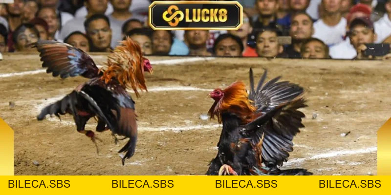 Đá Gà Peru - Sức Hút Mãnh Liệt Từ Những Trận Đấu Tốc Độ - BILECA.SBS