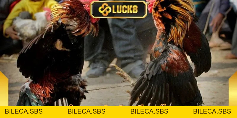 Giới Thiệu Luck8 - Điểm Dừng Chân Uy Tín Dành Cho Bạn - BILECA.SBS