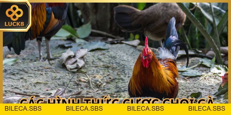Đá Gà Thomo - Trận Chiến Đỉnh Cao Của Chiến Kê Oai Hùng - BILECA.SBS