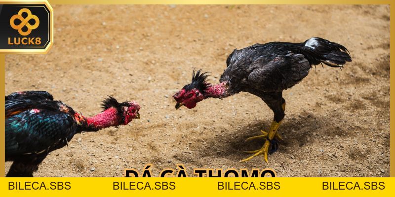 Đá Gà Thomo - Trận Chiến Đỉnh Cao Của Chiến Kê Oai Hùng - BILECA.SBS