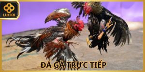 Đá Gà Luck8 - Đấu Trường Kịch Tính Săn Thưởng Cực Đỉnh - BILECA.SBS
