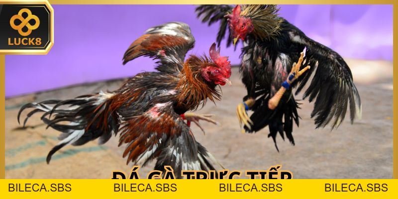 Đá Gà Trực Tiếp Luck8 - Sân Cược Online Cho Hội Viên - BILECA.SBS