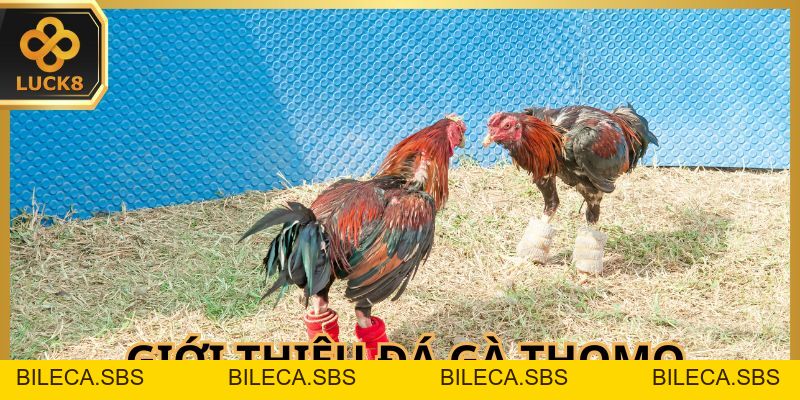 Đá Gà Thomo - Trận Chiến Đỉnh Cao Của Chiến Kê Oai Hùng - BILECA.SBS