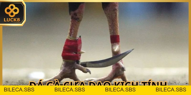 Đá Gà Trực Tiếp Luck8 - Sân Cược Online Cho Hội Viên - BILECA.SBS