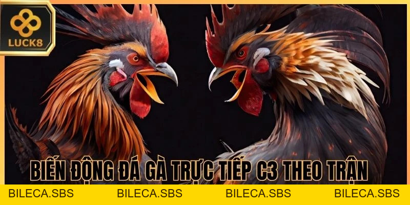 Đá Gà Trực Tiếp C3 LUCK8 - Thắng Nhanh, Thắng Đậm Tức Thì - BILECA.SBS