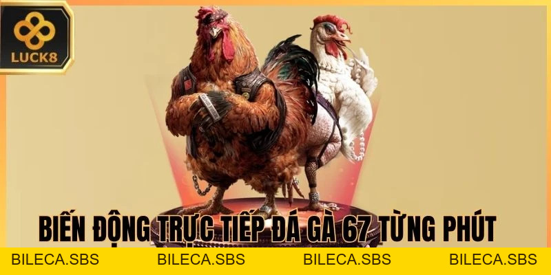 Trực Tiếp Đá Gà 67 Trên LUCK8 - Nhịp Trận Nhanh, Thắng Lớn - BILECA.SBS
