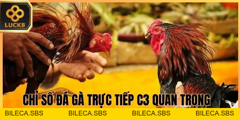 Đá Gà Trực Tiếp C3 LUCK8 - Thắng Nhanh, Thắng Đậm Tức Thì - BILECA.SBS