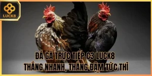 Đá Gà Luck8 - Đấu Trường Kịch Tính Săn Thưởng Cực Đỉnh - BILECA.SBS