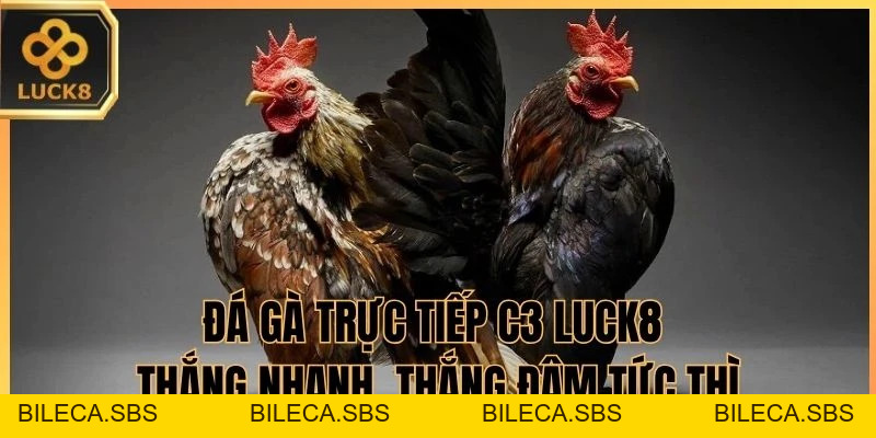 Đá Gà Trực Tiếp C3 LUCK8 - Thắng Nhanh, Thắng Đậm Tức Thì - BILECA.SBS