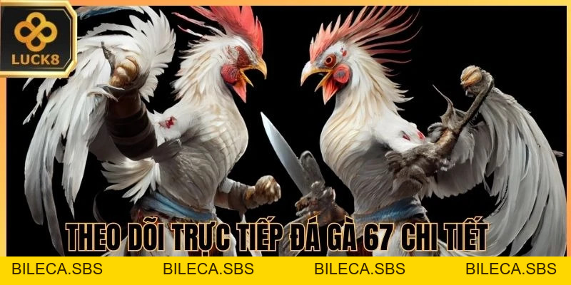 Trực Tiếp Đá Gà 67 Trên LUCK8 - Nhịp Trận Nhanh, Thắng Lớn - BILECA.SBS