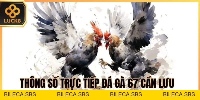 Trực Tiếp Đá Gà 67 Trên LUCK8 - Nhịp Trận Nhanh, Thắng Lớn - BILECA.SBS