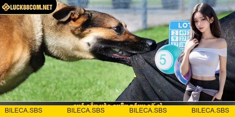Chó Cắn Vào Chân Đánh Số Gì - Hướng Dẫn Cách Cược Chuẩn - BILECA.SBS