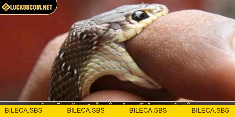 Rắn Cắn Đánh Số Gì? Giải Mã Giấc Mơ Chi Tiết, Dễ Hiểu - BILECA.SBS