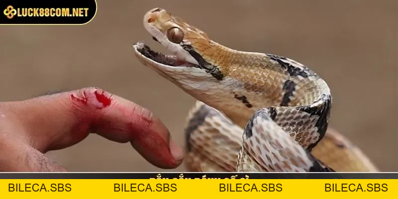 Rắn Cắn Đánh Số Gì? Giải Mã Giấc Mơ Chi Tiết, Dễ Hiểu - BILECA.SBS