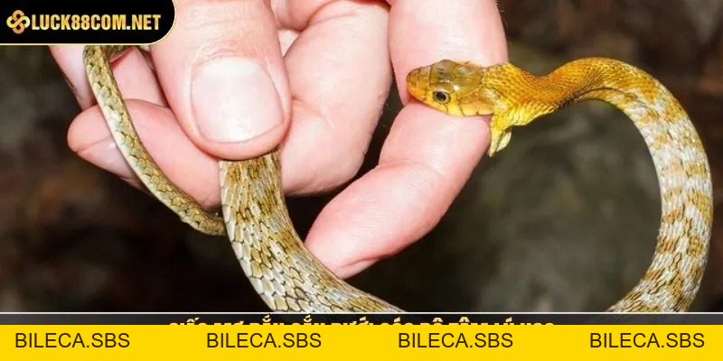 Rắn Cắn Đánh Số Gì? Giải Mã Giấc Mơ Chi Tiết, Dễ Hiểu - BILECA.SBS